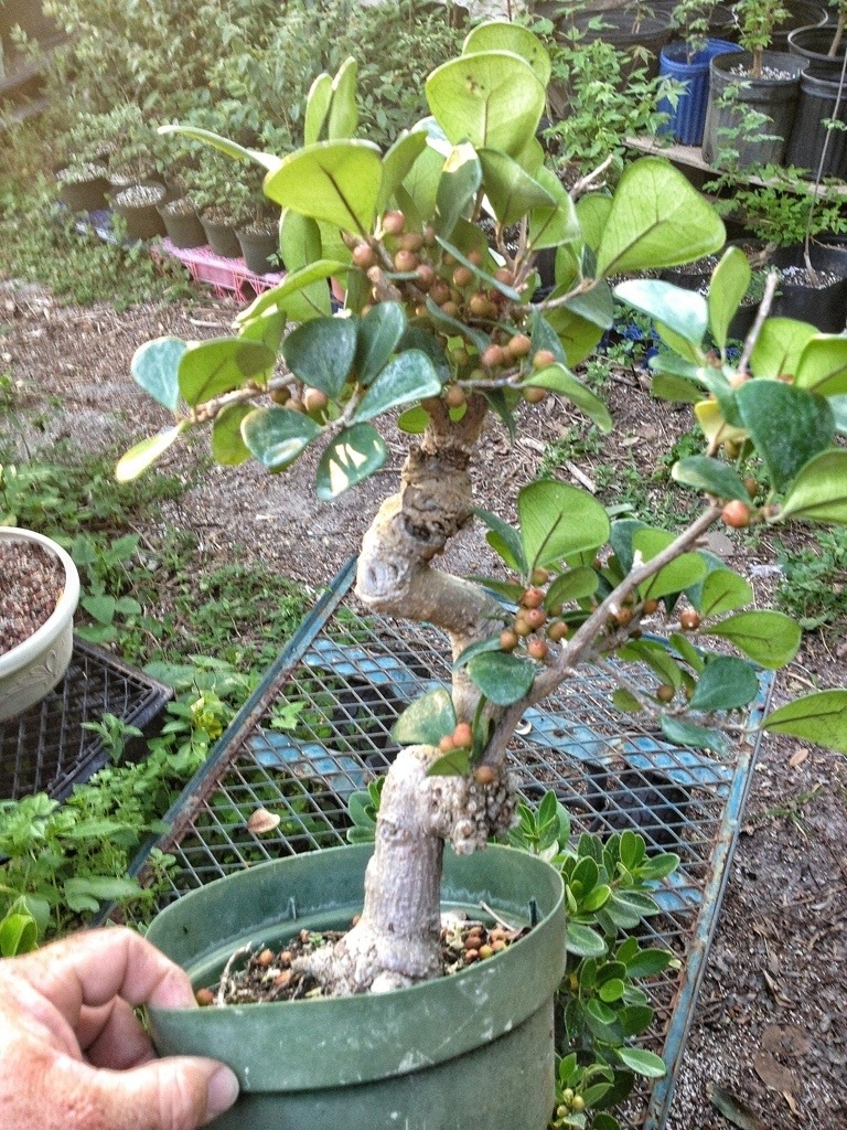 Ficus triangularis, awwww, it's a sweetheart bonsai tree – Adam's Art and  Bonsai Blog