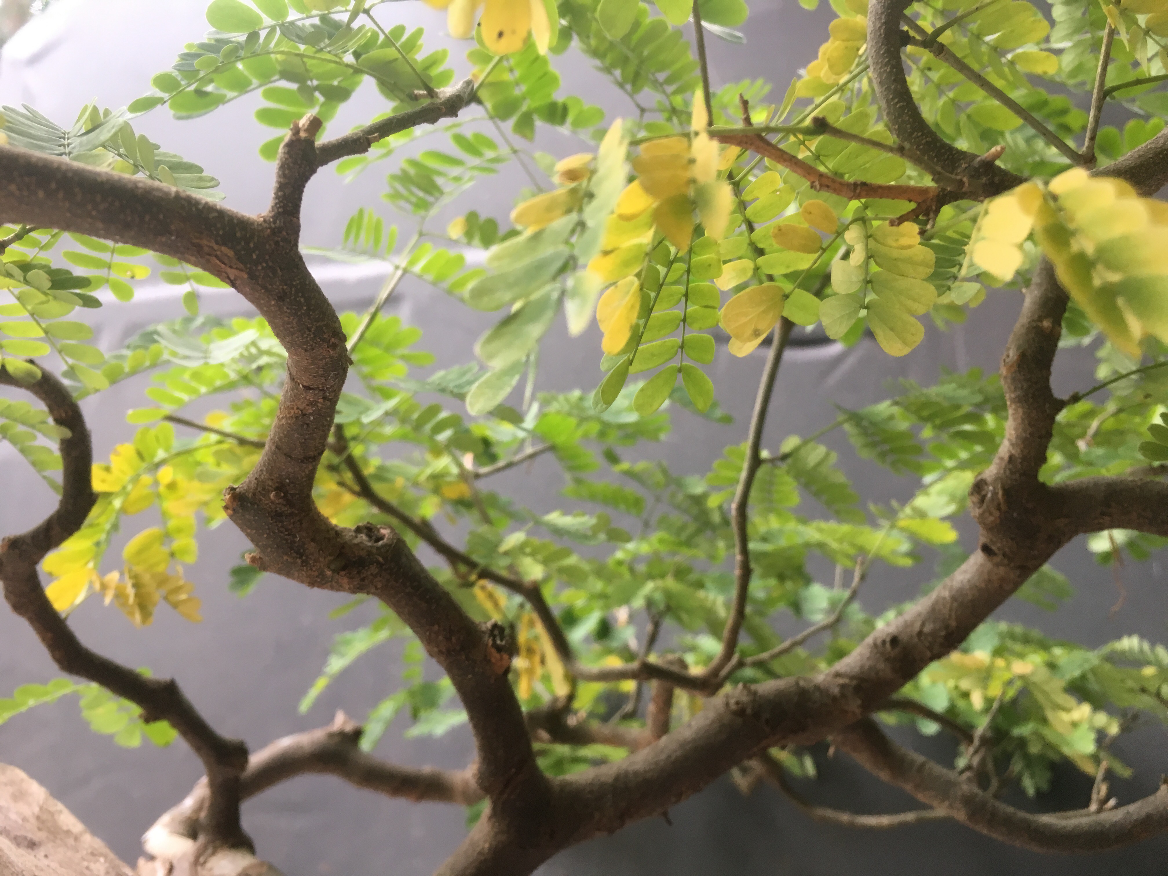 Brazilian Raintrees And Senescence Adam S Art And Bonsai Blog